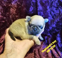 Shemaiah's boy, a male Pug for sale in Water Valley, KY – 4 of 5