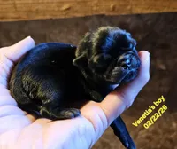 Black, a male Pug for sale in Water Valley, KY – Photo 2 of 3