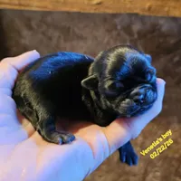 Black, a male Pug for sale in Water Valley, KY – Photo 3 of 3