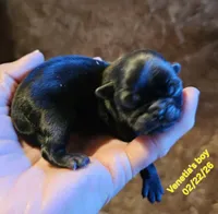 Black, a male Pug for sale in Water Valley, KY – Photo 1 of 3