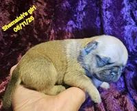 Shemaiah's girl , a female Pug for sale in Water Valley, KY – 4 of 5