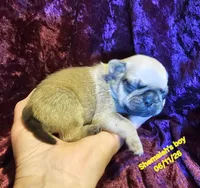 Shemaiah's boy, a male Pug for sale in Water Valley, KY – 2 of 5