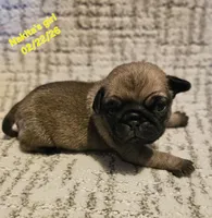 Fifi, a female Pug for sale in Water Valley, KY – Photo 2 of 2