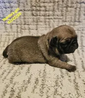 Fifi, a female Pug for sale in Water Valley, KY – Photo 1 of 2