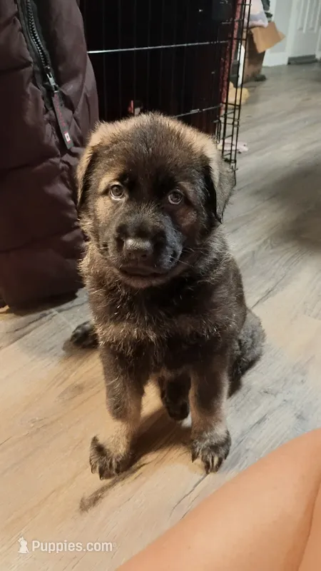 AKC Puppy 2 – German Shepherd Dog puppy for sale in Pittsburgh, PA