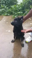 AKC Puppy red collar, a female German Shepherd Dog for sale in Pittsburgh, PA – 10 of 10