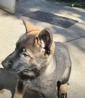 AKC Puppy jasmine , a female German Shepherd Dog for sale in Pittsburgh, PA – 9 of 9