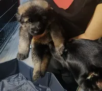 AKC Puppy jasmine , a female German Shepherd Dog for sale in Pittsburgh, PA – 5 of 9