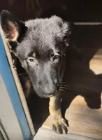 AKC Puppy red collar, a female German Shepherd Dog for sale in Pittsburgh, PA – 9 of 9
