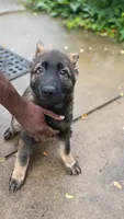AKC Puppy jasmine , a female German Shepherd Dog for sale in Pittsburgh, PA – 7 of 9