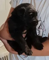 Puppy 5, a female German Shepherd Dog for sale in Pittsburgh, PA – 5 of 5