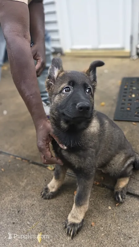AKC Puppy jasmine  – German Shepherd Dog puppy for sale in Pittsburgh, PA