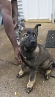 AKC Puppy jasmine , a female German Shepherd Dog for sale in Pittsburgh, PA – 1 of 9