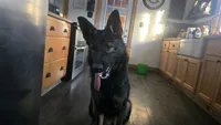 Puppy 1, a male German Shepherd Dog for sale in Pittsburgh, PA – 3 of 3