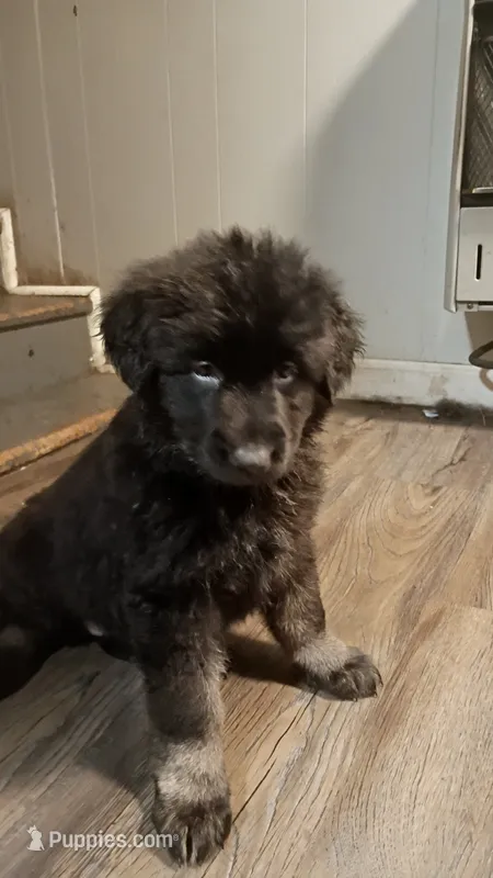 AKC Puppy 5 – German Shepherd Dog puppy for sale in Pittsburgh, PA
