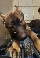 AKC Puppy red collar, a female German Shepherd Dog for sale in Pittsburgh, PA – 8 of 10