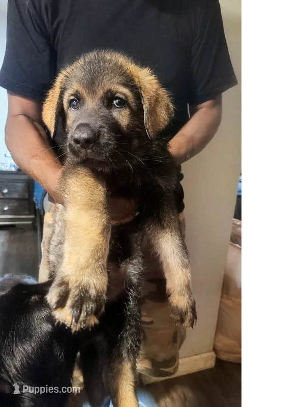 AKC Puppy 1 – German Shepherd Dog puppy for sale in Pittsburgh, PA