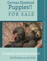 Puppy 4, a female German Shepherd Dog for sale in Pittsburgh, PA – 5 of 6