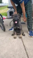 AKC Puppy jasmine , a female German Shepherd Dog for sale in Pittsburgh, PA – 2 of 9