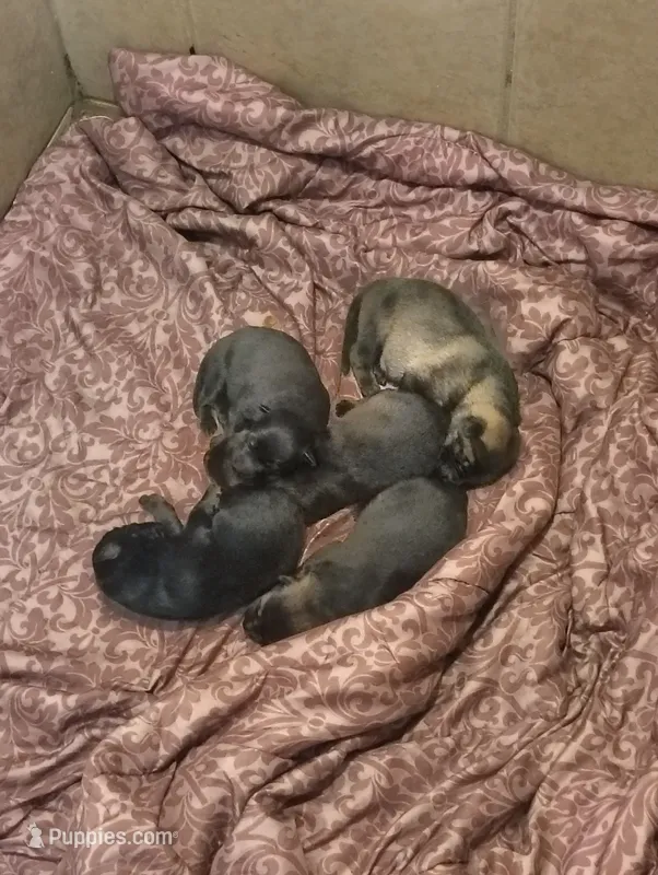 Puppy 3  – German Shepherd Dog puppy for sale in Pittsburgh, PA
