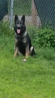 Puppy 3 , a female German Shepherd Dog for sale in Pittsburgh, PA – 5 of 6