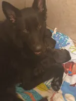 Puppy 5, a female German Shepherd Dog for sale in Pittsburgh, PA – 4 of 5