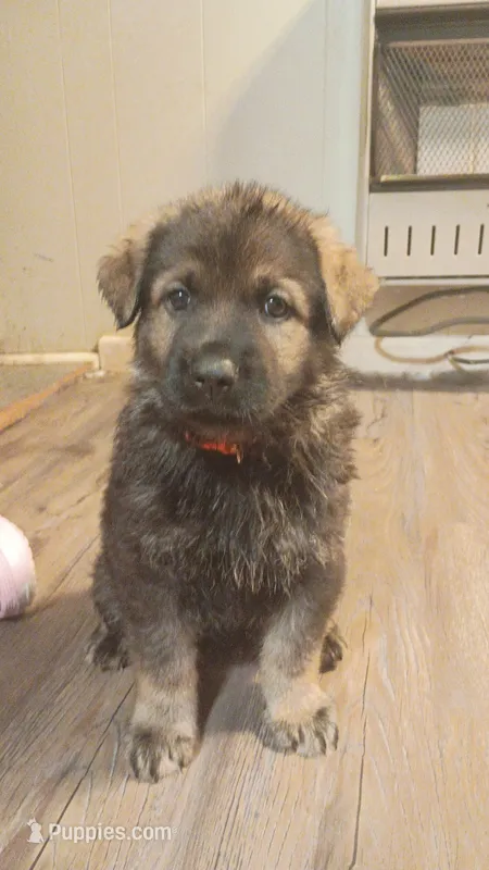 AKC Puppy 1 – German Shepherd Dog puppy for sale in Pittsburgh, PA