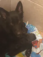 Puppy 2, a female German Shepherd Dog for sale in Pittsburgh, PA – 4 of 6