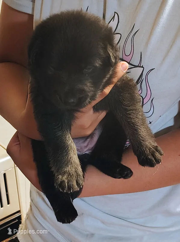 Puppy 4 – German Shepherd Dog puppy for sale in Pittsburgh, PA