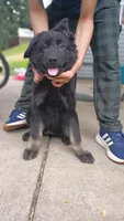AKC Puppy Tinkerbell , a female German Shepherd Dog for sale in Pittsburgh, PA – 5 of 9