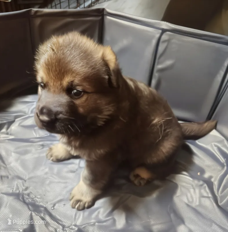 AKC Puppy 1 – German Shepherd Dog puppy for sale in Pittsburgh, PA