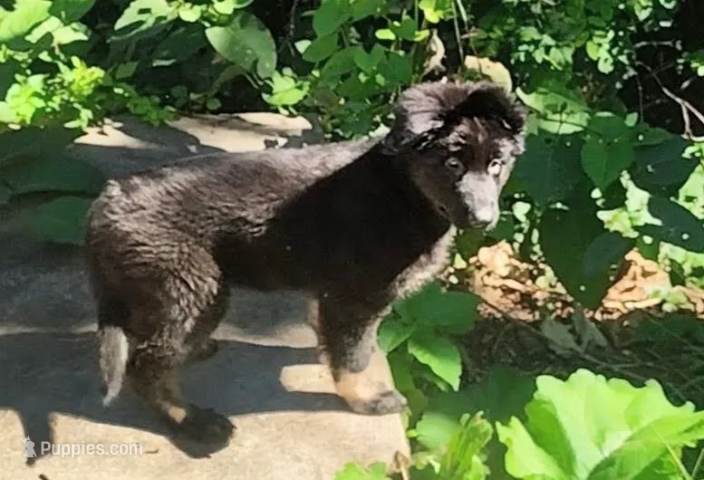 AKC Puppy Tinkerbell  – German Shepherd Dog puppy for sale in Pittsburgh, PA