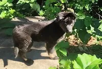 AKC Puppy Tinkerbell , a female German Shepherd Dog for sale in Pittsburgh, PA – 1 of 9