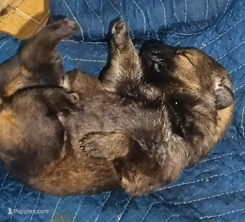 Puppy 3  – German Shepherd Dog puppy for sale in Pittsburgh, PA
