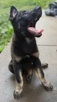 AKC Puppy red collar, a female German Shepherd Dog for sale in Pittsburgh, PA – 7 of 9