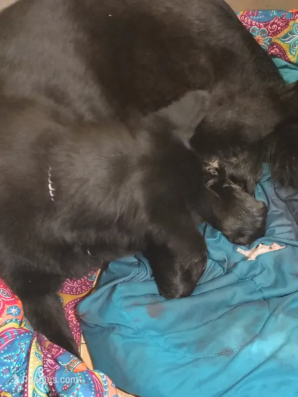 Puppy 1 – German Shepherd Dog puppy for sale in Pittsburgh, PA