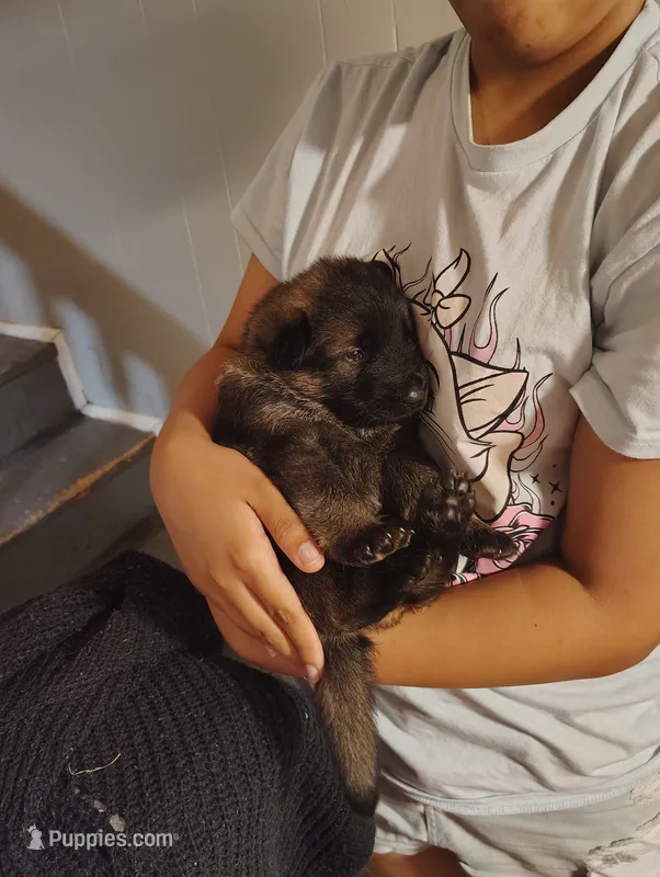 AKC Puppy 3  – German Shepherd Dog puppy for sale in Pittsburgh, PA