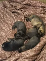 Puppy 2, a female German Shepherd Dog for sale in Pittsburgh, PA – 5 of 6