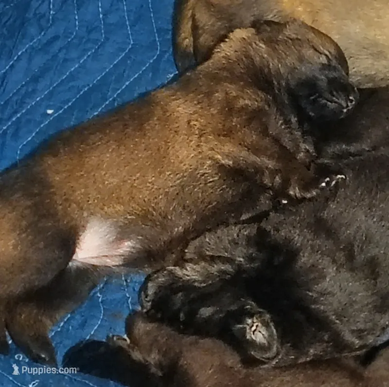 Puppy 1 – German Shepherd Dog puppy for sale in Pittsburgh, PA