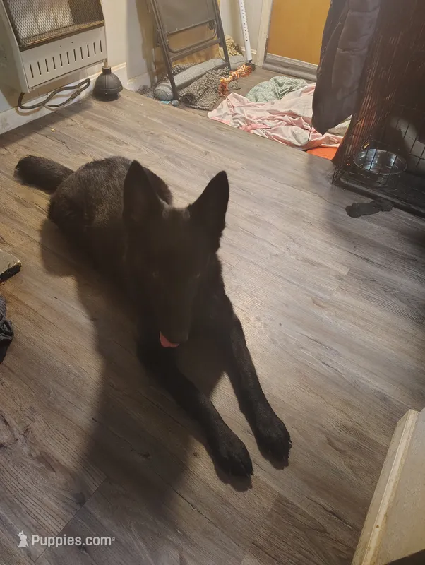Puppy 2 – German Shepherd Dog puppy for sale in Pittsburgh, PA