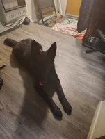 Puppy 2, a female German Shepherd Dog for sale in Pittsburgh, PA – 1 of 1