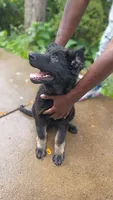 AKC Puppy red collar, a female German Shepherd Dog for sale in Pittsburgh, PA – 6 of 9