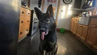 Puppy 3 , a female German Shepherd Dog for sale in Pittsburgh, PA – 6 of 6