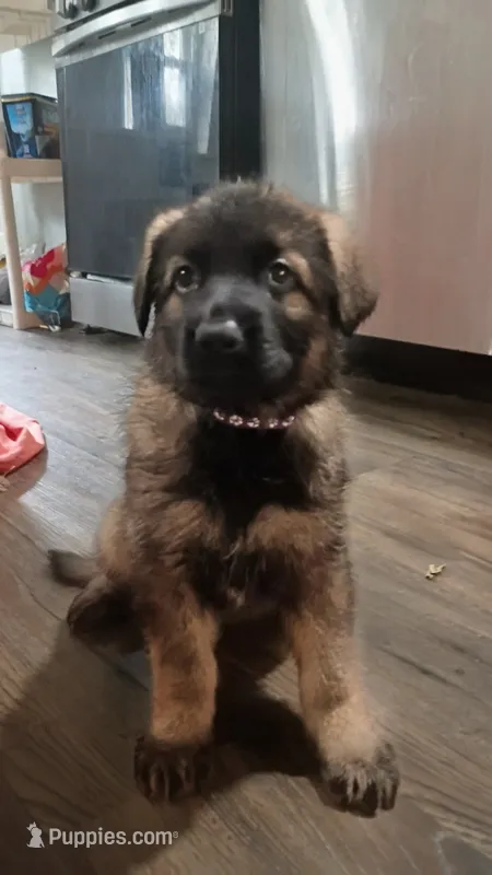 AKC Puppy 4 – German Shepherd Dog puppy for sale in Pittsburgh, PA
