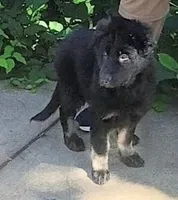 AKC Puppy Tinkerbell , a female German Shepherd Dog for sale in Pittsburgh, PA – 7 of 9