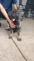 AKC Puppy jasmine , a female German Shepherd Dog for sale in Pittsburgh, PA – 6 of 9