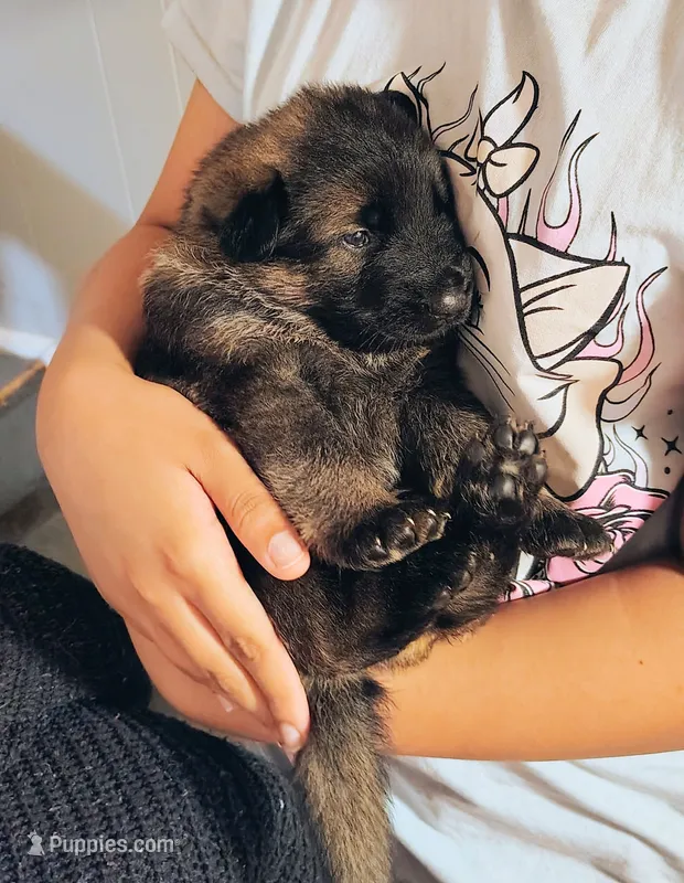 Puppy 2 – German Shepherd Dog puppy for sale in Pittsburgh, PA