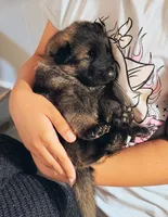 Puppy 2, a female German Shepherd Dog for sale in Pittsburgh, PA – 1 of 6