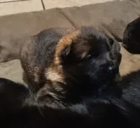 Puppy 1, a male German Shepherd Dog for sale in Pittsburgh, PA – 6 of 6