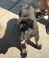 AKC Puppy Tinkerbell , a female German Shepherd Dog for sale in Pittsburgh, PA – 8 of 9
